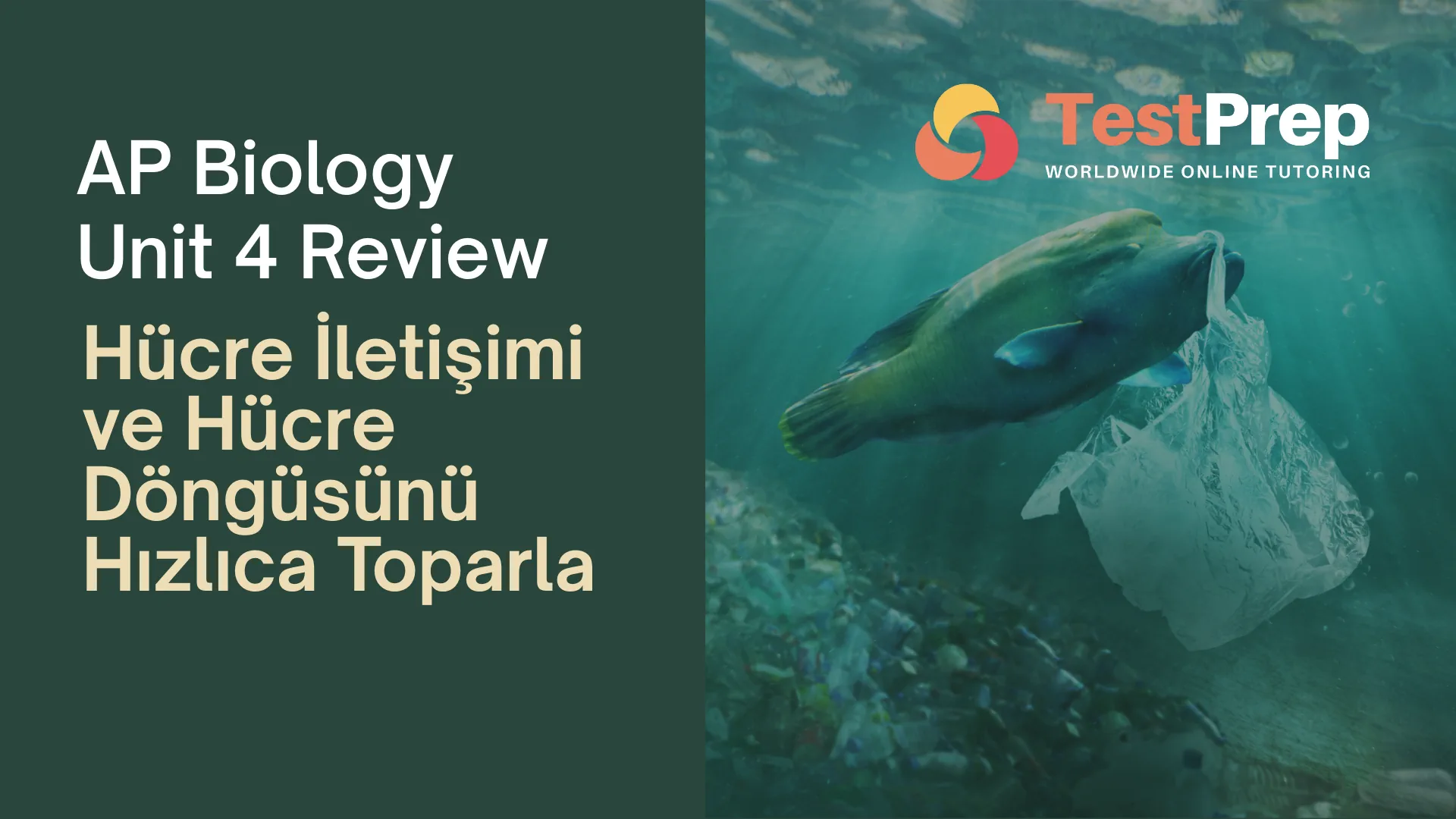 ap-biology-unit-4-review-hucre-iletisimi-ve-hucre-dongusunu-hizlica-toparla | Test Prep Hazırlık Kursları Özel Ders Yurt Dışı Eğitim Danışmanlığı AP Biology Unit 4 Review: Hücre İletişimi ve Hücre Döngüsünü Hızlıca Toparla