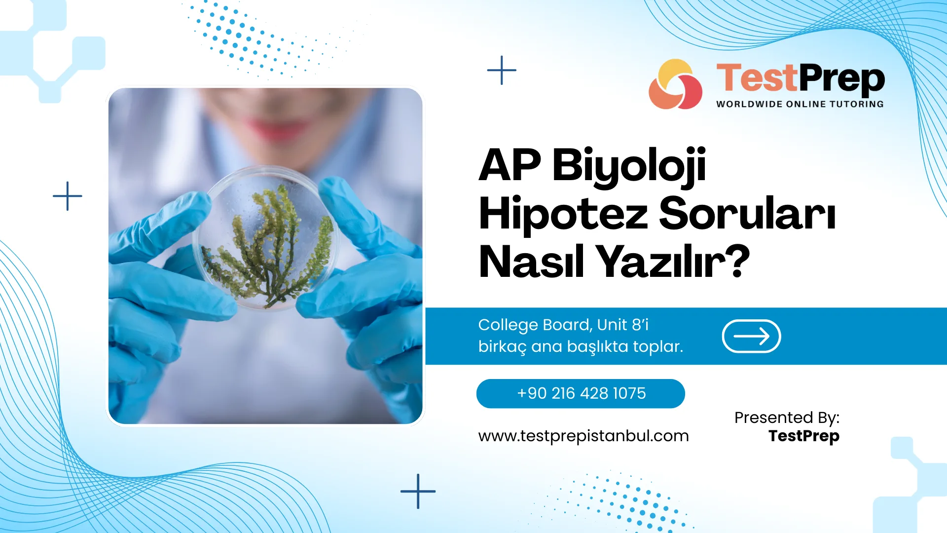 AP Biyoloji Hipotez Soruları Nasıl Yazılır?